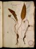  Fol. 32 

Allium Ursinum monstrificum caule candido. Bellidi minori congener